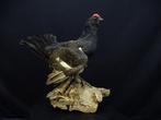 Black Grouse - adult male - on natural base Taxidermie, Nieuw