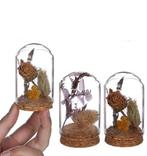 Mini Dome stolpjes gevuld met droogbloemen Ø4 h.6 cm set 4, Ophalen of Verzenden, Nieuw