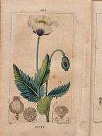 Francois Pierre Chaumeton / Ernestine Panckoucke - Lot with, Antiek en Kunst, Antiek | Boeken en Bijbels