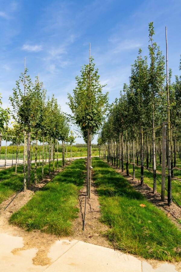 Acer capillipes hoogstam, Tuin en Terras, Planten | Tuinplanten