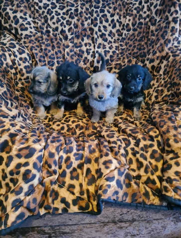 dwergteckeltje x poedel puppies, doxipoo!, Dieren en Toebehoren, Honden | Chihuahua's en Gezelschapshonden, Meerdere, CDV (hondenziekte)