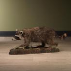 Wasbeer Taxidermie Opgezette Dieren By Max, Verzamelen, Dierenverzamelingen, Ophalen of Verzenden, Nieuw, Wild dier, Opgezet dier