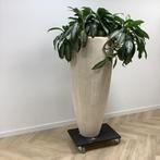 Tweedehands Plantenbak met kamerplant, hoogte 188 cm, Huis en Inrichting, Ophalen of Verzenden