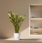 Strelitzia Reginae XXL | 200cm - Ø50cm, Huis en Inrichting, Verzenden