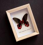 Vlinder Taxidermie volledige montage - Papilio rumanzovia -, Nieuw