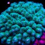 Stylophora Blauw/Groen Frag (Ong. 2-3 cm), Ophalen of Verzenden, Nieuw