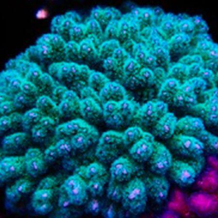 Stylophora Blauw/Groen Frag (Ong. 2-3 cm), Dieren en Toebehoren, Vissen | Aquaria en Toebehoren, Ophalen of Verzenden