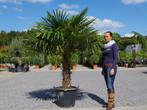 Trachycarpus fortunei palmboom / palmbomen te koop!!!!!!!!!!