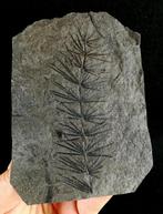 Fossiele plant met uitzonderlijke conservering!! - Cola de