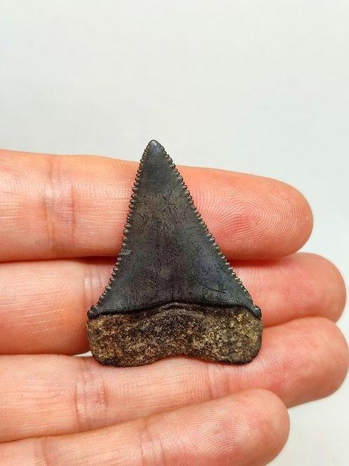 Grote witte haai - Fossiele tand - Carcharodon carcharias -, Verzamelen, Mineralen en Fossielen