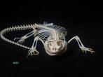 Bebaarde draak Skelet - Pogona vitticeps - 3 cm - 28 cm - 3, Verzamelen, Nieuw