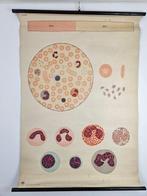 Vintage medische schoolkaart – “Das Blut I / The Blood I –