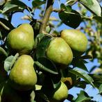 Perenboom lei boom | Handperen | Pyrus Conference, Tuin en Terras, Zomer, Halfschaduw