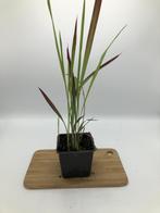 Imperata Red Baron - Japans Bloedgras, Tuin en Terras, Verzenden, Nieuw