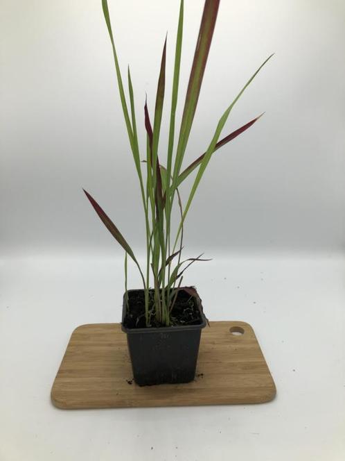 Imperata Red Baron - Japans Bloedgras, Tuin en Terras, Gras en Kunstgras, Nieuw, Verzenden