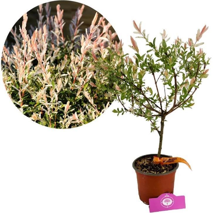 Salix integra Hakuro-nishiki + pot 17cm, Tuin en Terras, Planten | Tuinplanten, Verzenden