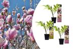 Set van 3 Magnolia-planten (20 - 30 cm), Tuin en Terras