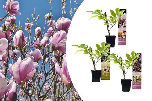 Set van 3 Magnolia-planten (20 - 30 cm), Tuin en Terras, Planten | Tuinplanten
