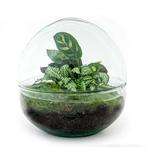 DIY terrarium - Dome -  20 cm, Huis en Inrichting, Kamerplanten, Verzenden