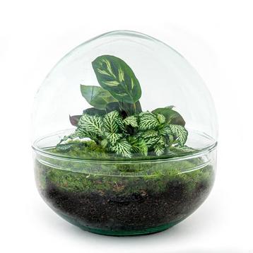 DIY terrarium - Dome -  20 cm beschikbaar voor biedingen