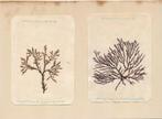 Anna Maria Avvenente - Lot of Dried Seaweed - 1950-1960