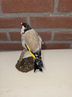 kleine bloemputter Taxidermie volledige montage - Carduelis, Nieuw