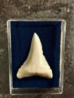 Witte haai Tand - Carcharodon carcharias - 44 mm - 31.7 mm -, Nieuw