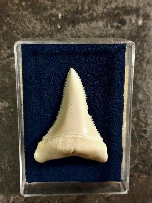 Witte haai Tand - Carcharodon carcharias - 44 mm - 31.7 mm -, Verzamelen, Dierenverzamelingen
