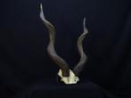 Lesser Kudu skullcap with horns Schedel - Tragelaphus, Verzamelen, Dierenverzamelingen, Nieuw
