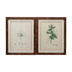 Wanddecoratie (2) - Verenigd Koninkrijk - English Botany