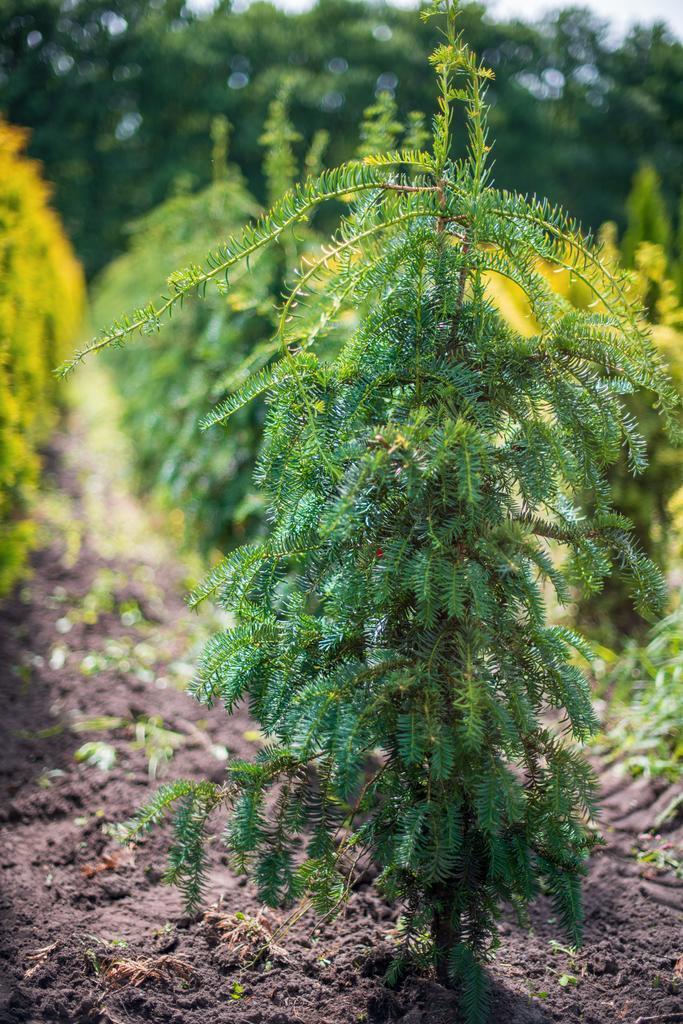 Taxus baccata Dovastoniana 120-140 met kluit, Tuin en Terras, Planten | Struiken en Hagen, Conifeer, Struik, 100 tot 250 cm, Ophalen