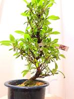 Azalea bonsai (Rhododendron) - Hoogte (boom): 22 cm - Diepte