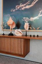 Indrukwekkende set van 2 spinnenconch schelpen op een, Antiek en Kunst