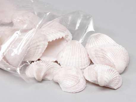 Chippy Big Pastel schelpen pink washed, 1 kilo, Hobby en Vrije tijd, Knutselen, Nieuw, Ophalen of Verzenden