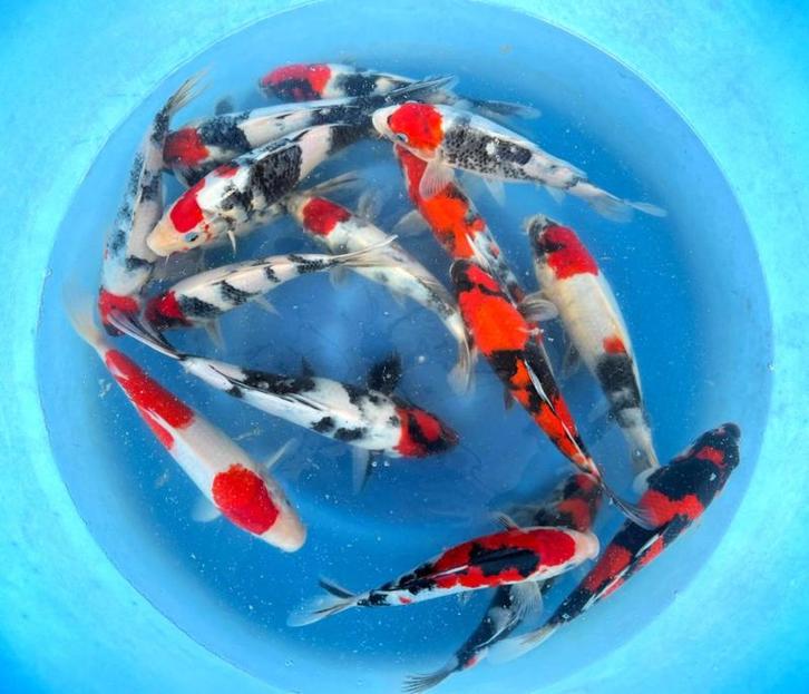 Hirasawa Marusei 28-35cm (Japanse Koi), Dieren en Toebehoren, Vissen | Vijvervissen, Karper of Koi