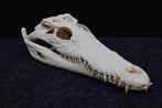 Large Nile Crocodile Schedel - Crocodylus niloticus (with, Nieuw