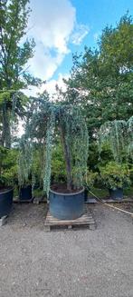 Cedrus Atlantica glauca Pendula treurceder, Tuin en Terras, Planten | Bomen, Ophalen