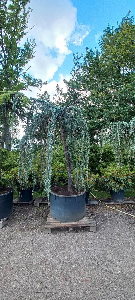 Cedrus Atlantica glauca Pendula treurceder, Tuin en Terras, Planten | Bomen, Ophalen
