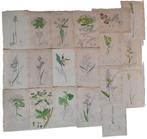 English Botany: 19 handcoloured plates including Euphorbia