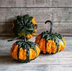 Hoargarth F1 Kalebas basis zaden, Ophalen of Verzenden, Nieuw