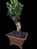Olijfboom Nabali Mohassan bonsai - Hoogte (boom): 30 cm -