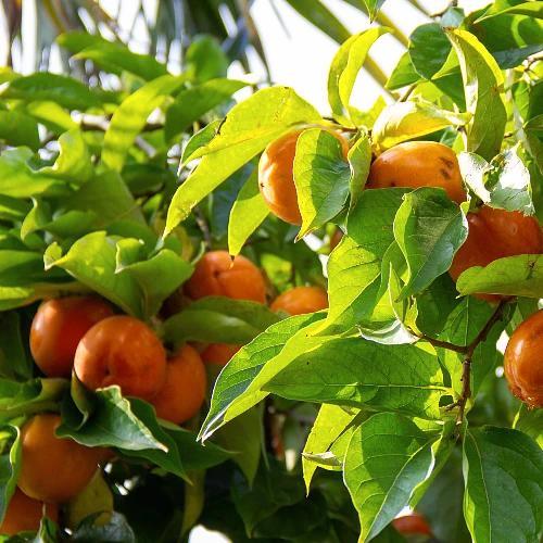 Kaki Lotus Diospyros ?Mela?, Tuin en Terras, Planten | Fruitbomen, Volle zon, Verzenden