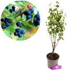 Amelanchier alnifolia Smokey + pot 17cm, Verzenden, Volle zon