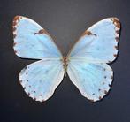 Vlinder Taxidermie wandmontage - Morpho Epistrophus, Nieuw