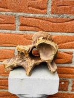 steppewisent - Fossiel wervelbot - Bison priscus - 20 cm -