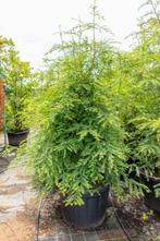 Sequoia sempervirens beveerd 8/10, Tuin en Terras