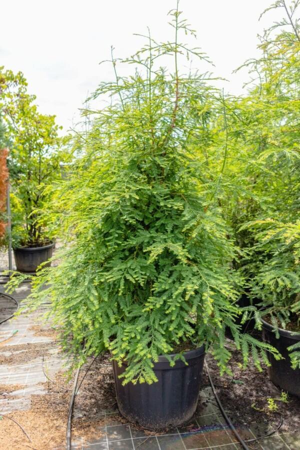 Sequoia sempervirens beveerd 8/10, Tuin en Terras, Planten | Tuinplanten