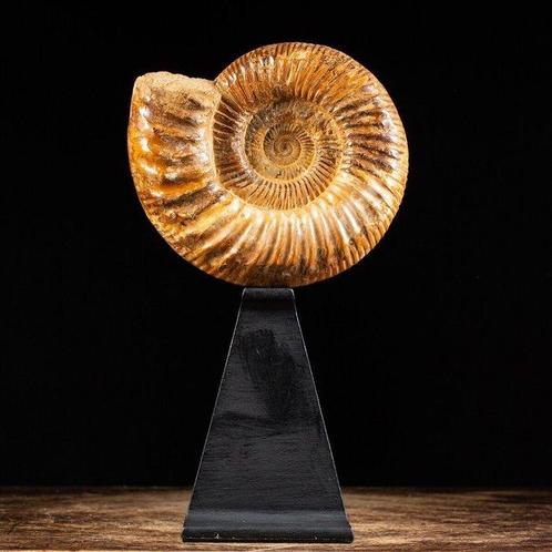 Douvilleiceras Ammoniet op Steampunk Basis - Extreem, Verzamelen, Mineralen en Fossielen