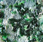 CW1639 Bellissima Atacamiet op Halloysite met Malachiet