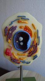Anatomisch model - Plastic - 1970-1980 - Dierlijke celmodel